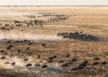Liuwa Camp: Zebras und Gnus