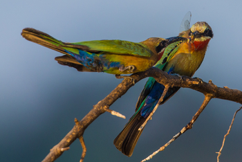 Luambe Camp: Weißstirnspinte