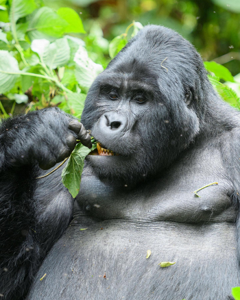 Mahogany Springs Safari Lodge: Erwachsener Gorilla