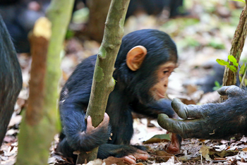 Mbali Mbali Mahale Lodge: Kleiner Schimpanse