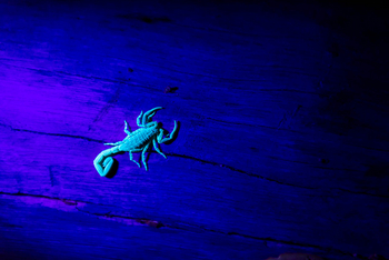 Mukambi Fig Tree Bush Camp: Skorpion