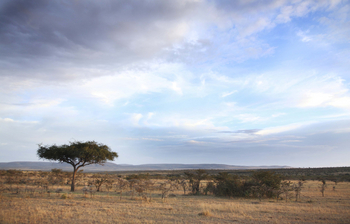 Naboisho Camp: Akazie