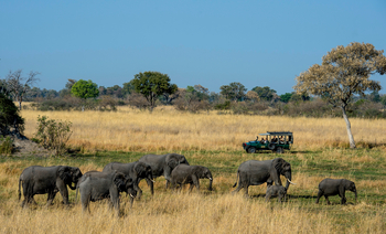 North Island Okavango Camp North Island Okavango Camp: Elefantenherde