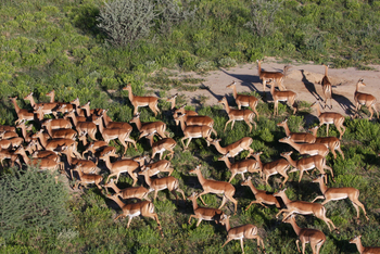 Old Traders Lodge: Impalaherde