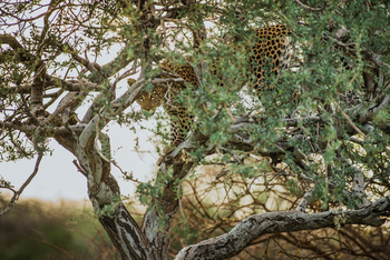 Old Traders Lodge: Leopard im Baum