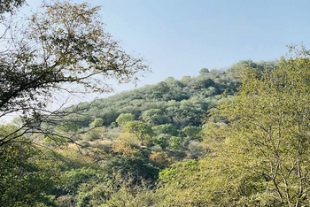 Sawai Vilas: Dhokwälder