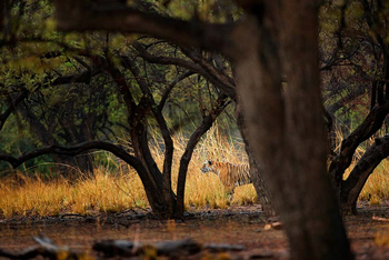 Sawai Vilas: Tiger im Wald