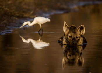 Selinda Explorers Camp Selinda Explorers Camp: Hyäne im Wasserloch