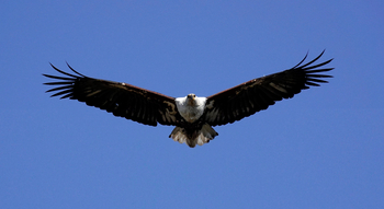 Setari Camp: Schreiseeadler