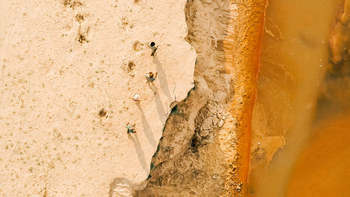 Shawa Luangwa Camp: Walking Safari