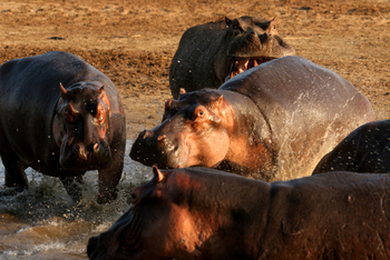 Shenton Safaris: Hippo Hide