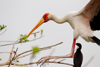 Shinde Footsteps Shinde Footsteps: Nimmersattstorch