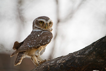 Sujan Jawai: Steinkauz