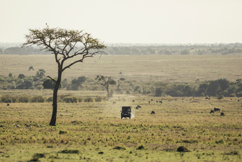 Tangulia Mara Camp: Safari Auto frontal
