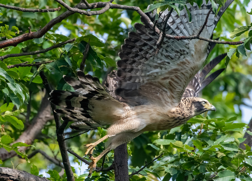 Tathastu Resort Tadoba