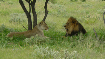 Tau Pan Camp Tau Pan Camp: Löwenpaar