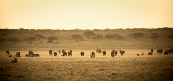 Tau Pan Camp Tau Pan Camp: Oryx auf der Pfanne