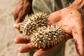 Tau Pan Camp Tau Pan Camp: Stachelfrüchte