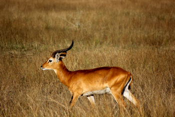 Volcanoes Kyambura Gorge Lodge: Uganda Kob