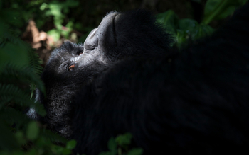 Volcanoes Virunga Lodge: Licht und Schatten