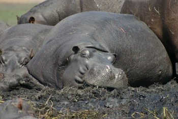 Waterberry Zambezi Lodge: Nilpferde