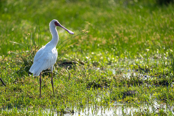 Mokete Camp: Spoonbill