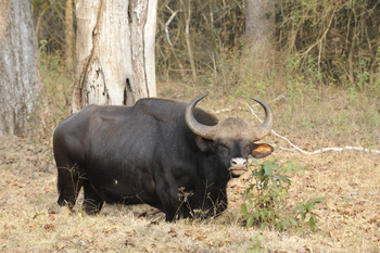 Nagarhole National Park: Gaur-Bulle