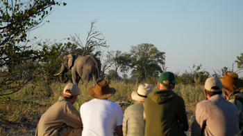 Atzaro Okavango Camp: Walking Safari