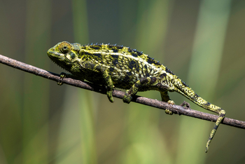 Bisate Lodge: Chamäleon