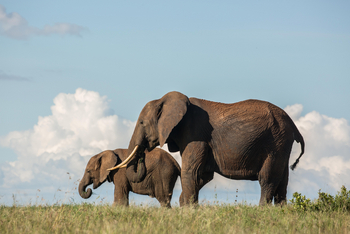 Borana Lodge Borana Lodge: Elefant mit Jungtier