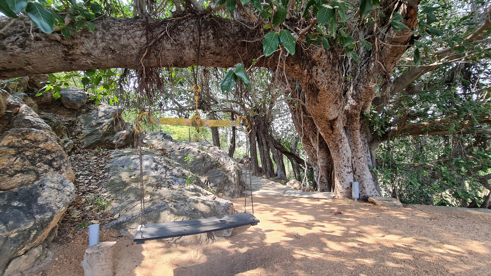 Brij Lakshman Sagar Brij Lakshman Sagar: Banyan Tree