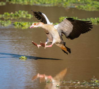 Bushcamp Company: Egyptian Goos