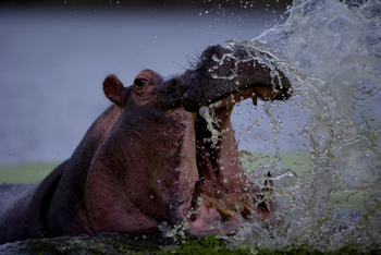 Cha Cha Metsi Camp: Nilpferd