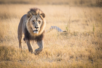 Chief's Island: Streunender Löwe