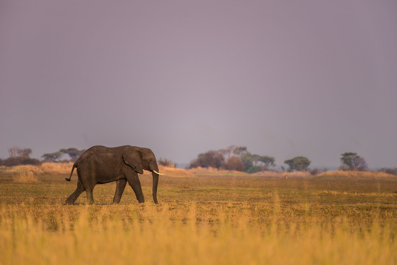 Chisa Busanga Camp Chisa Busanga Camp