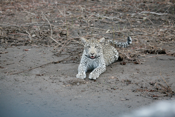 Chitake Mobile Camp Chitake Mobile Camp: Junger Leopard