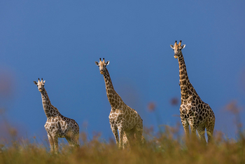 Daunara Safari Camp: Giraffentrio