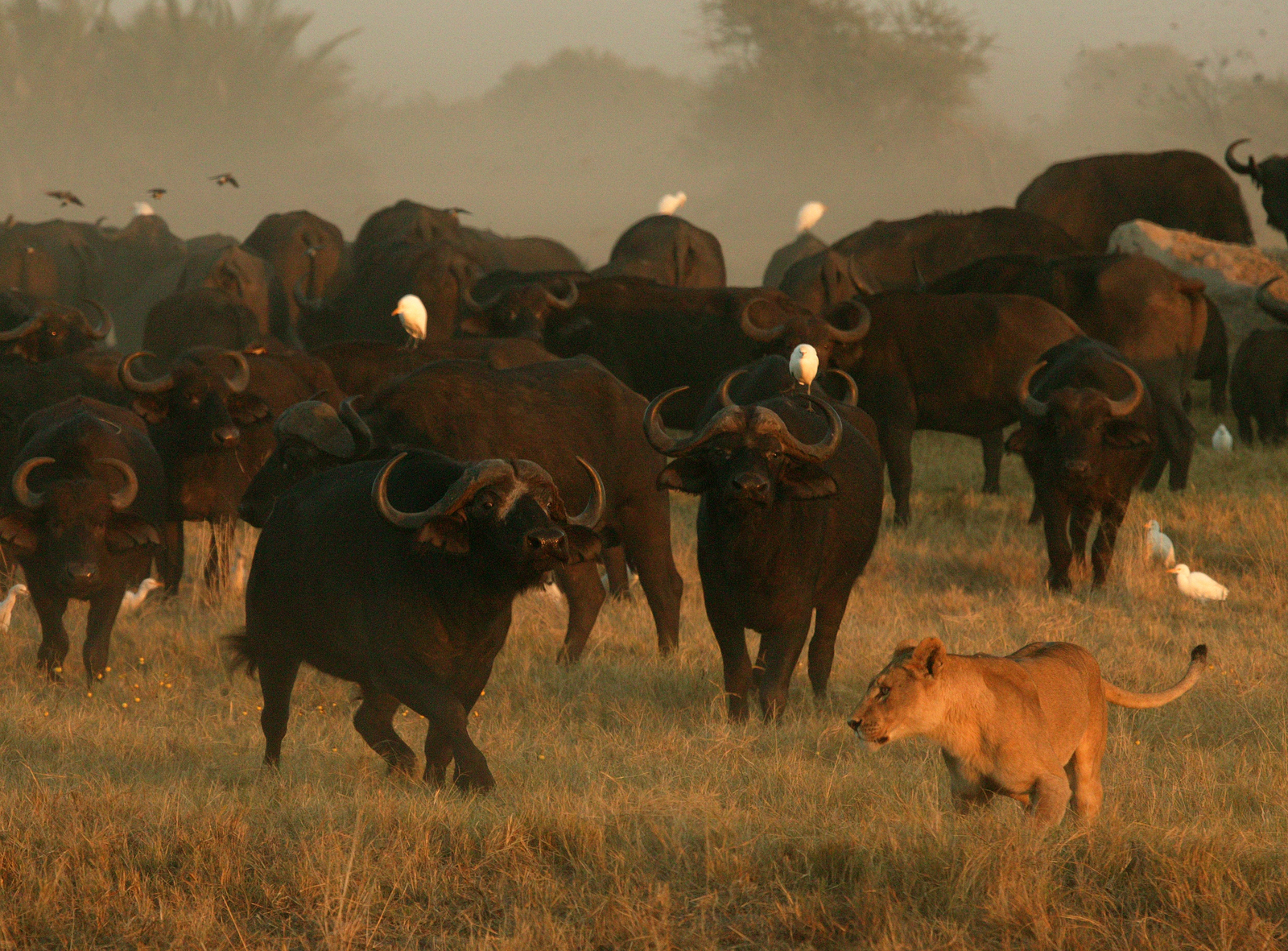 Duba Plains Camp Duba Plains Camp