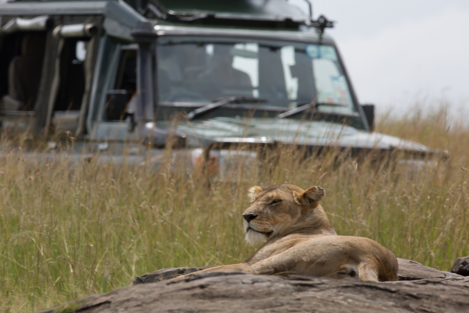 Elewana Sand River Masai Mara Camp Elewana Sand River Masai Mara Camp: Löwin