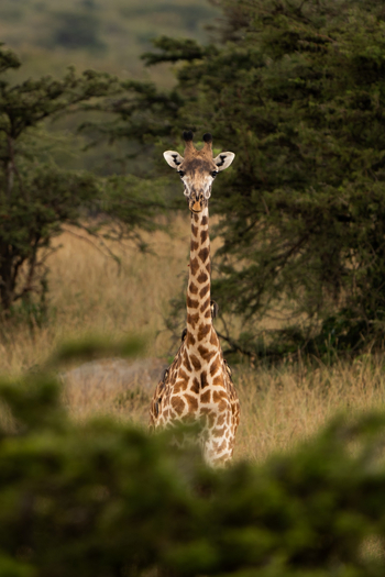 Encounter Mara Camp: Giraffenhals