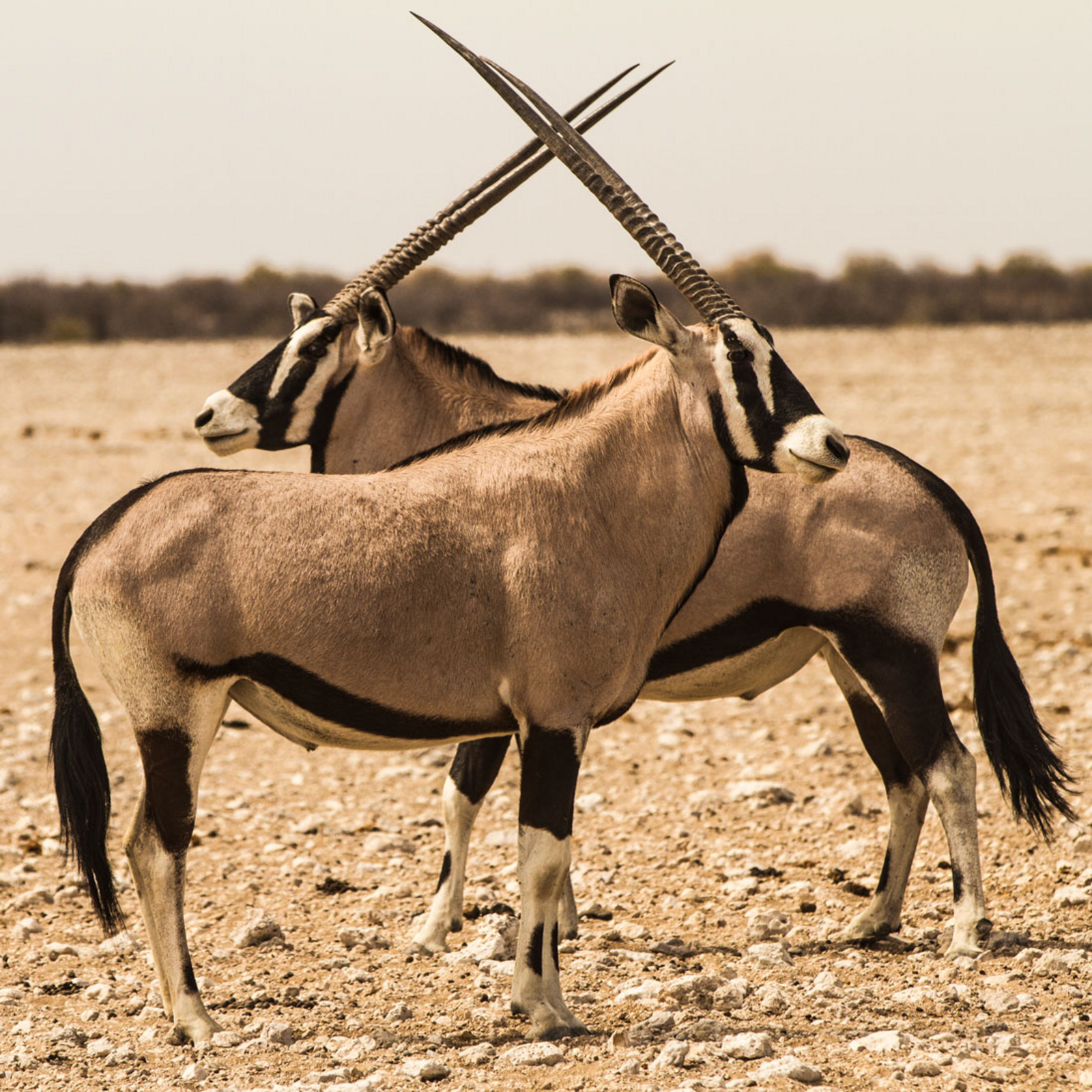 Epacha Game Lodge Epacha Game Lodge: Gekreuzte Hörner
