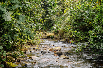 Erebero Hills: Bach im Regenwald
