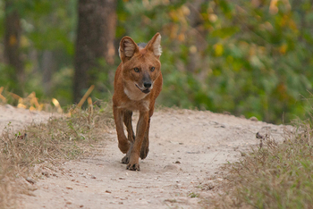 Flame of the Forest Safari Lodge: Rothund im Trab