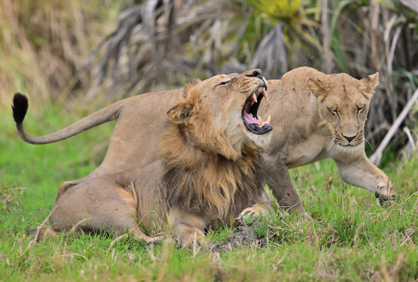 Gorongosa Safaris Gorongosa Safaris