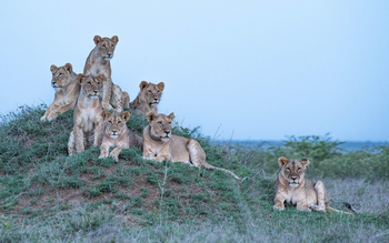Governors' Mugie: Junge Löwen