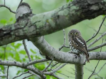 Ila Safari Lodge Ila Safari Lodge: Barn Owl