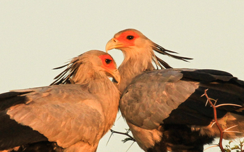 Jozibanini Camp Jozibanini Camp: Sekretärpaar