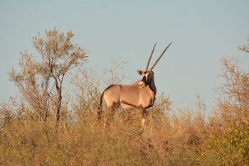 Kalahari Game Lodge Kalahari Game Lodge: Oryx