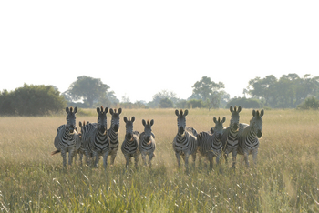 Karangoma Camp: Aufmerksame Zebras