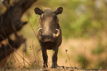 Kavinga Safari Camp: Warzenschwein